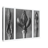 Art Forms in Nature 9 by Karl Blossfeldt, canvas