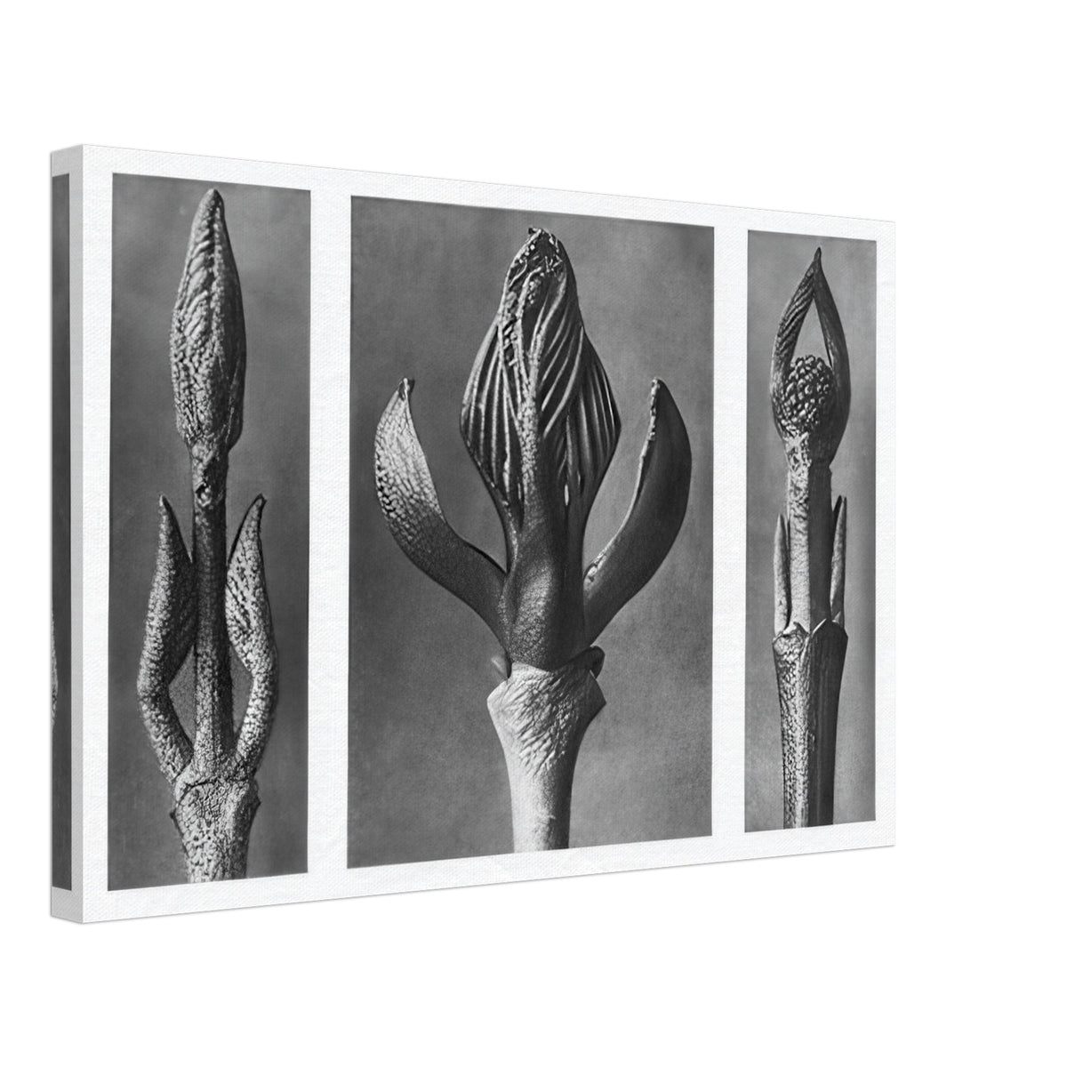 Art Forms in Nature 9 by Karl Blossfeldt, canvas