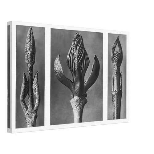 Art Forms in Nature 9 by Karl Blossfeldt, canvas