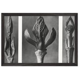 Art Forms in Nature 9 by Karl Blossfeldt, framed poster, view 2