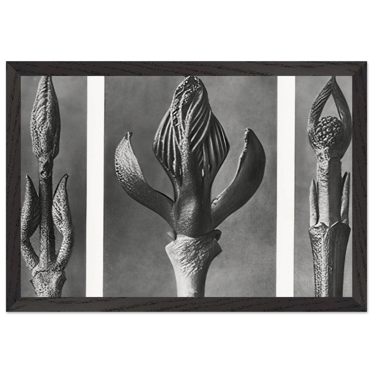 Art Forms in Nature 9 by Karl Blossfeldt, framed poster, view 2