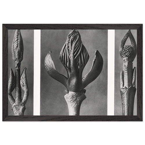 Art Forms in Nature 9 by Karl Blossfeldt, framed poster, view 2