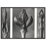 Art Forms in Nature 9 by Karl Blossfeldt, framed poster, view 3