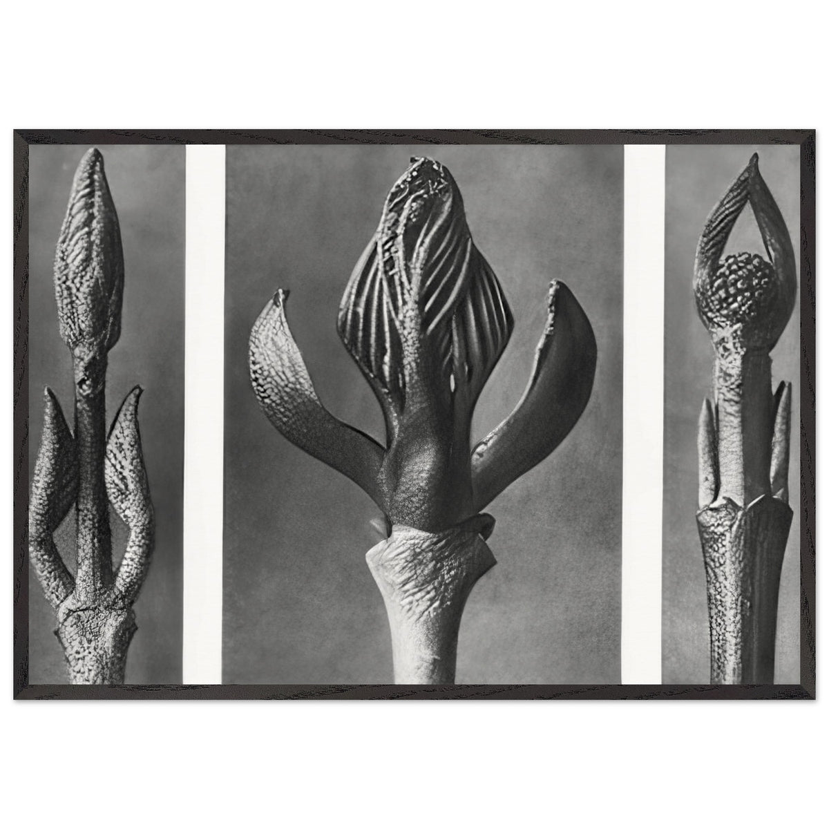 Art Forms in Nature 9 by Karl Blossfeldt, framed poster, view 3