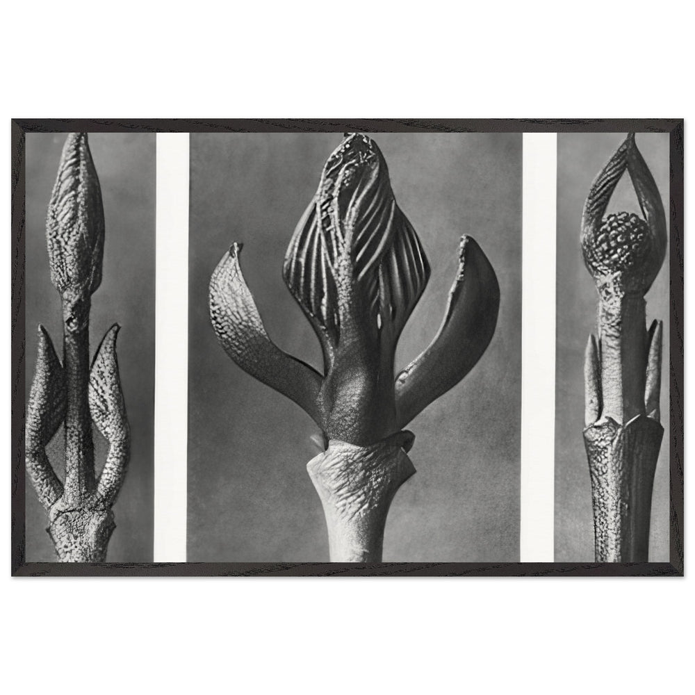 Art Forms in Nature 9 by Karl Blossfeldt, framed poster