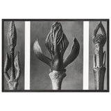 Art Forms in Nature 9 by Karl Blossfeldt, framed poster