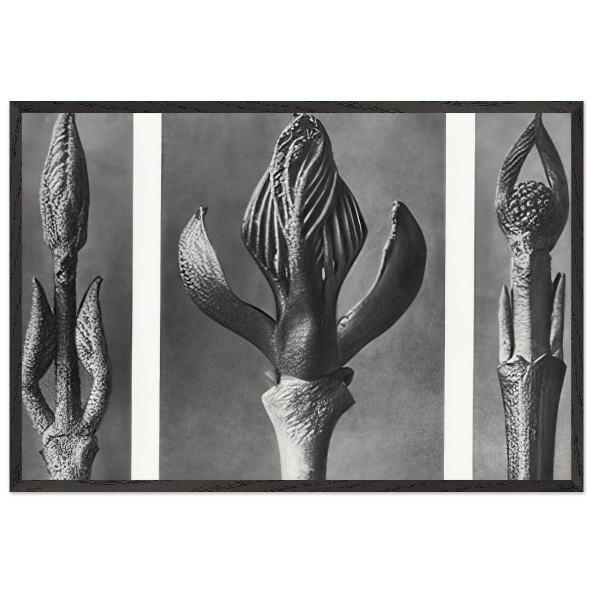 Art Forms in Nature 9 by Karl Blossfeldt, framed poster