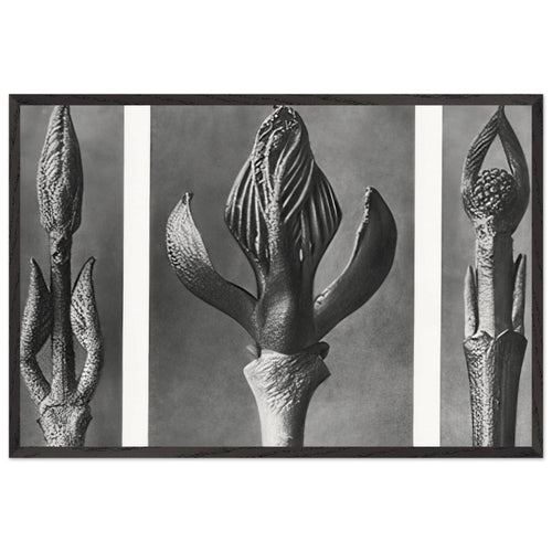 Art Forms in Nature 9 by Karl Blossfeldt, framed poster
