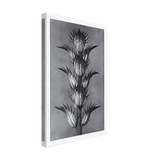 Art Forms in Nature 92 by Karl Blossfeldt, canvas, view 2