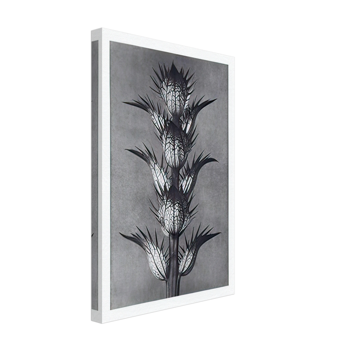 Art Forms in Nature 92 by Karl Blossfeldt, canvas, view 2