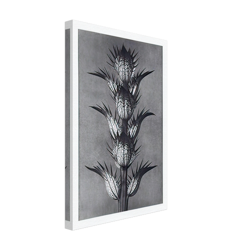 Art Forms in Nature 92 by Karl Blossfeldt, canvas, view 2