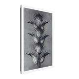 Art Forms in Nature 92 by Karl Blossfeldt, canvas