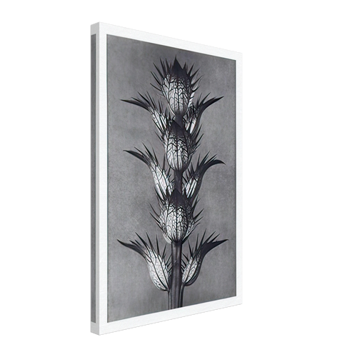 Art Forms in Nature 92 by Karl Blossfeldt, canvas