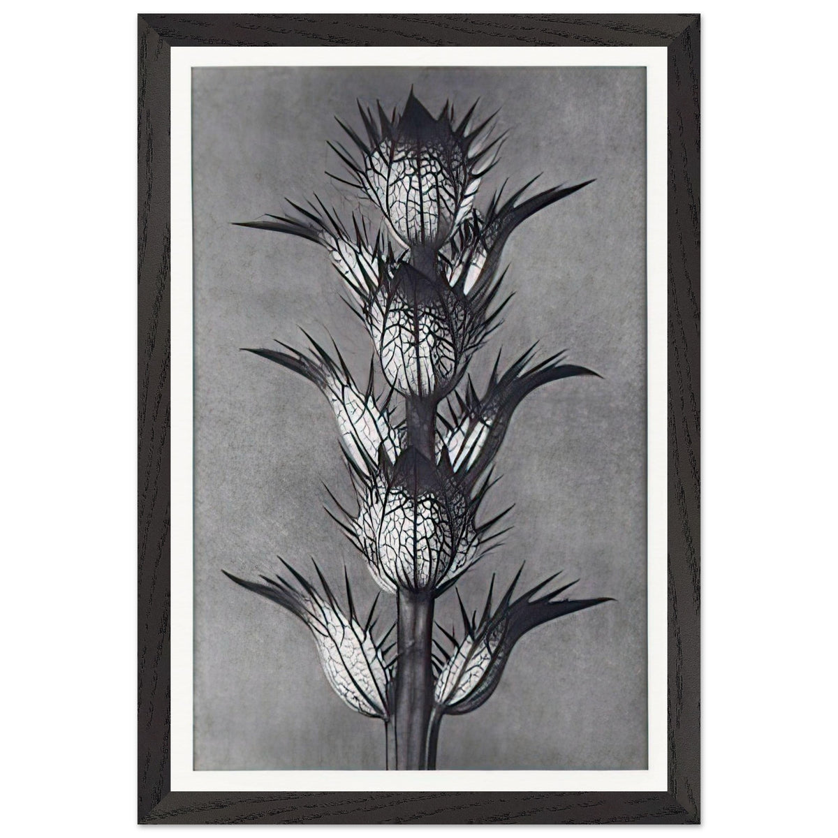 Art Forms in Nature 92 by Karl Blossfeldt, framed poster, view 2