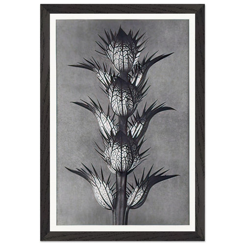 Art Forms in Nature 92 by Karl Blossfeldt, framed poster, view 2