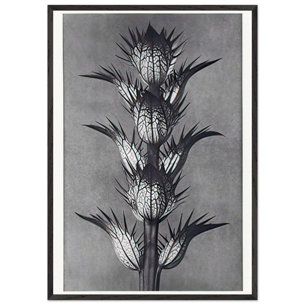 Art Forms in Nature 92 by Karl Blossfeldt, framed poster, view 3