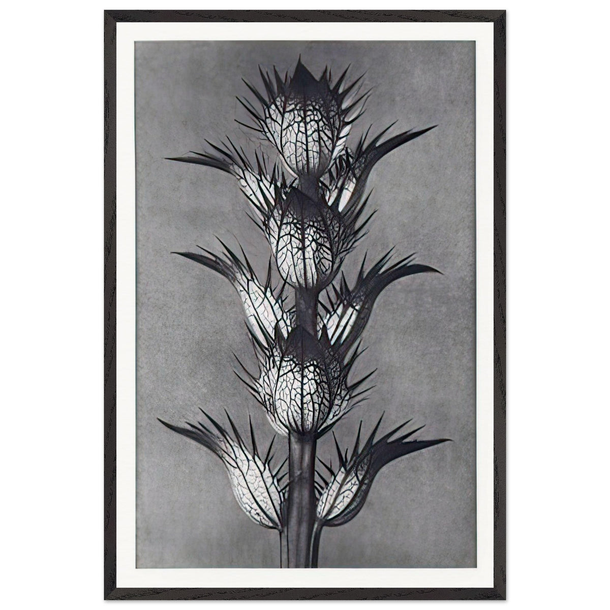 Art Forms in Nature 92 by Karl Blossfeldt, framed poster