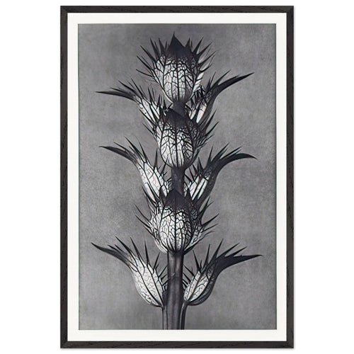 Art Forms in Nature 92 by Karl Blossfeldt, framed poster