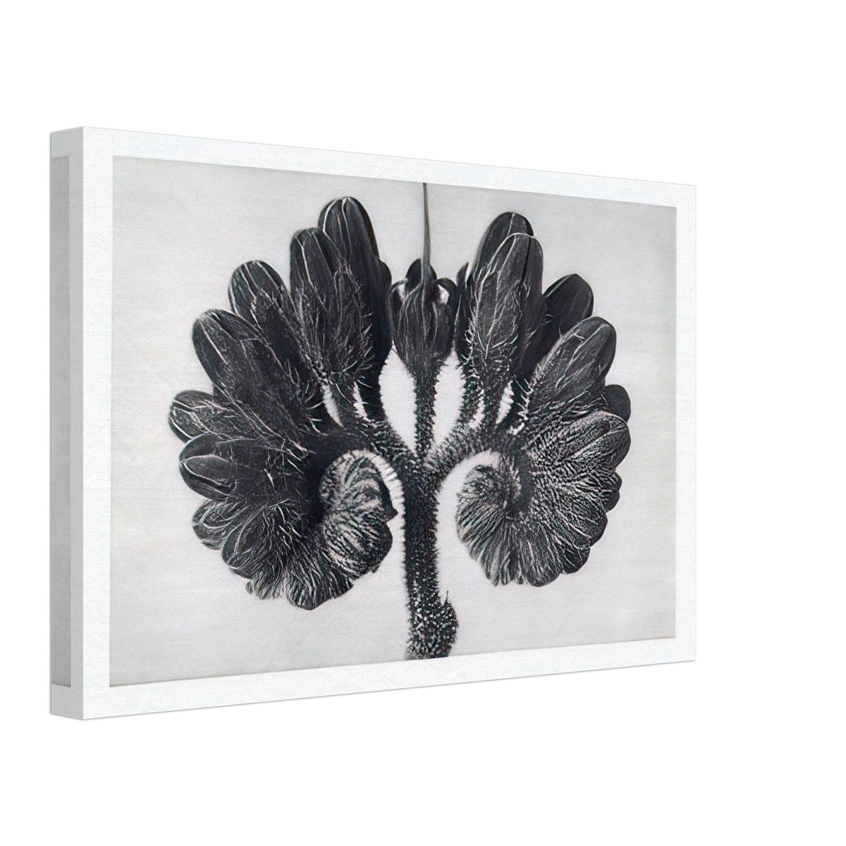 Art Forms in Nature 93 by Karl Blossfeldt, canvas, view 2
