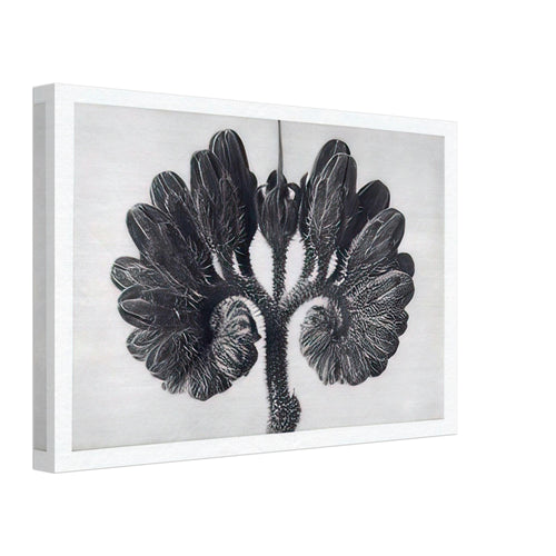 Art Forms in Nature 93 by Karl Blossfeldt, canvas, view 2