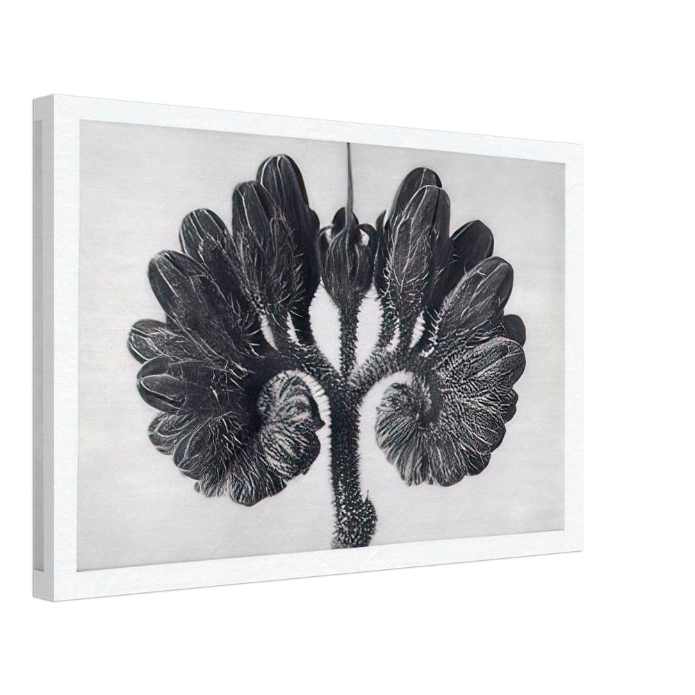 Art Forms in Nature 93 by Karl Blossfeldt, canvas