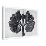 Art Forms in Nature 93 by Karl Blossfeldt, canvas