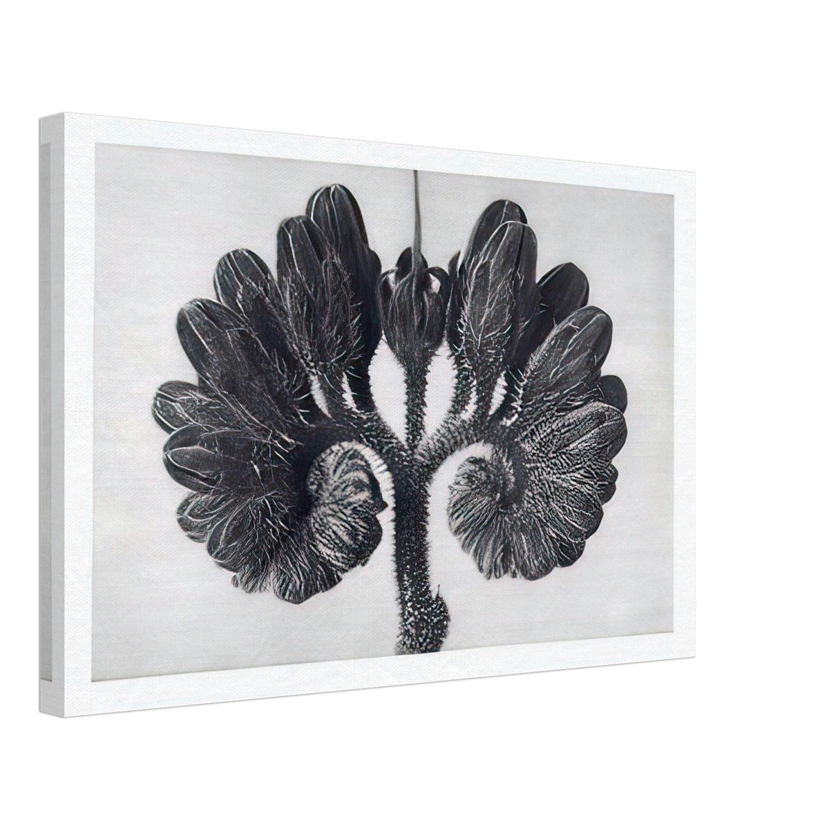 Art Forms in Nature 93 by Karl Blossfeldt, canvas