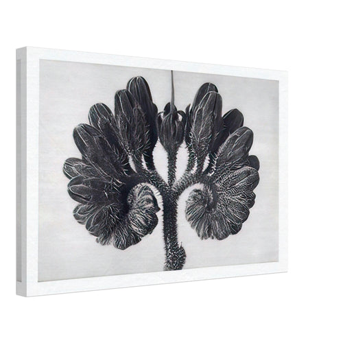 Art Forms in Nature 93 by Karl Blossfeldt, canvas