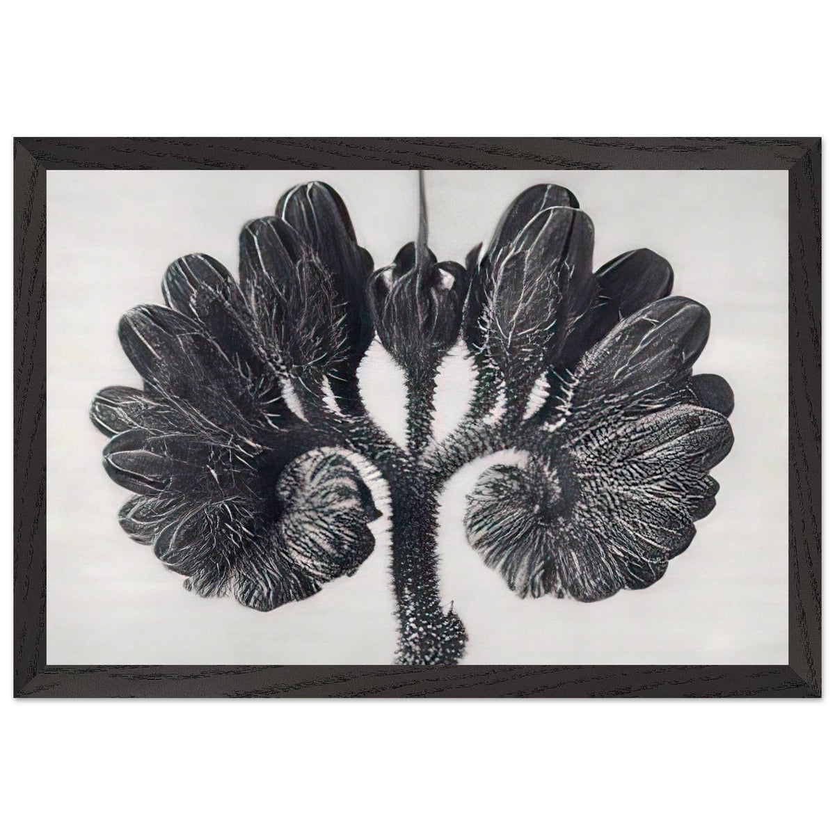 Art Forms in Nature 93 by Karl Blossfeldt, framed poster, view 2