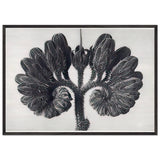 Art Forms in Nature 93 by Karl Blossfeldt, framed poster, view 3