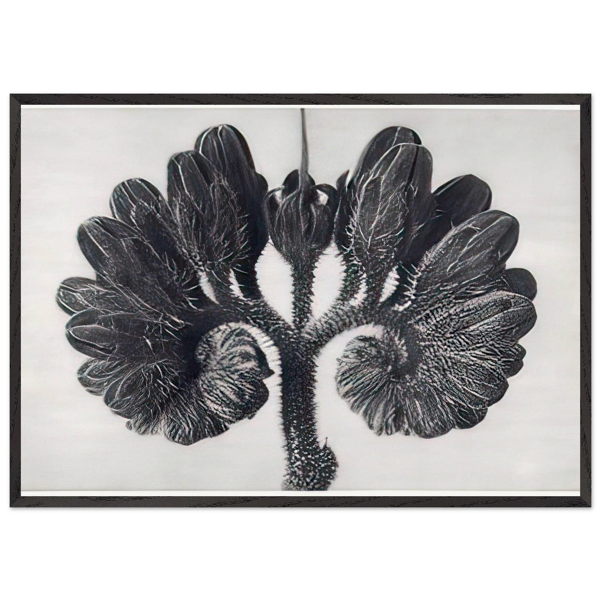 Art Forms in Nature 93 by Karl Blossfeldt, framed poster, view 3