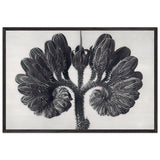 Art Forms in Nature 93 by Karl Blossfeldt, framed poster
