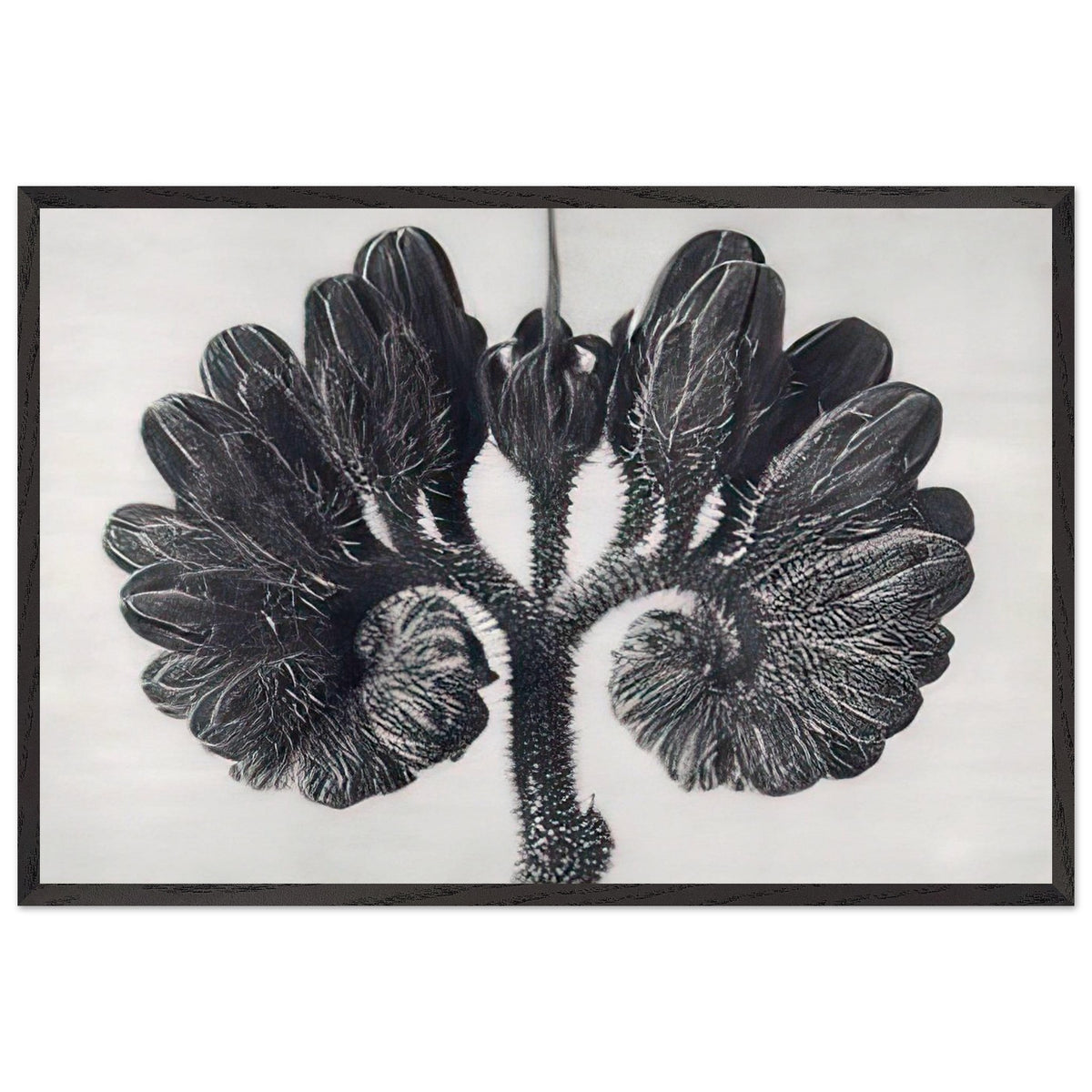 Art Forms in Nature 93 by Karl Blossfeldt, framed poster