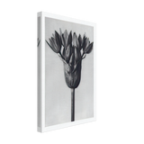 Art Forms in Nature 94 by Karl Blossfeldt, canvas, view 2