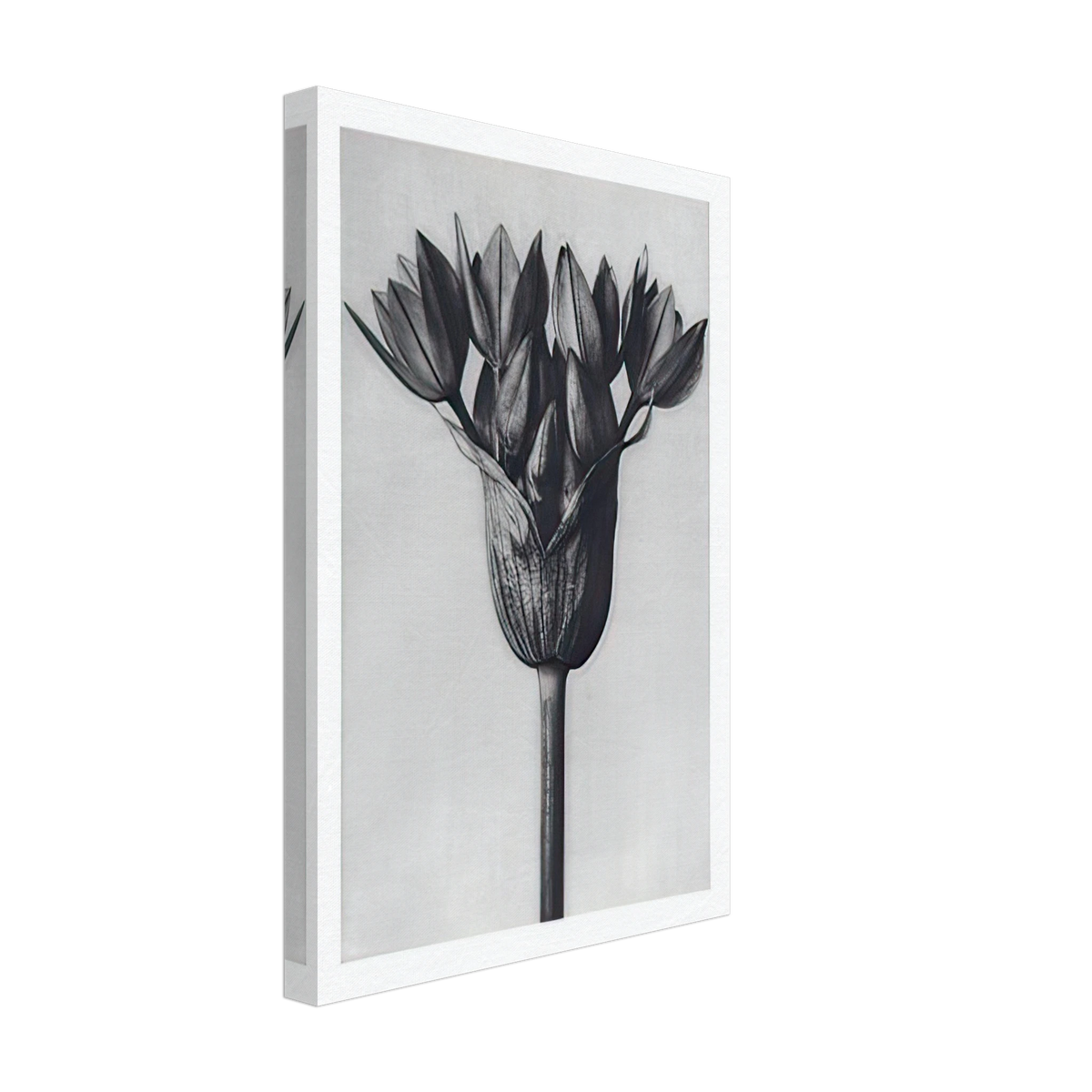 Art Forms in Nature 94 by Karl Blossfeldt, canvas, view 2