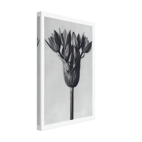 Art Forms in Nature 94 by Karl Blossfeldt, canvas, view 2