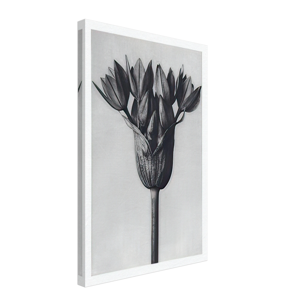 Art Forms in Nature 94 by Karl Blossfeldt, canvas