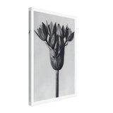 Art Forms in Nature 94 by Karl Blossfeldt, canvas
