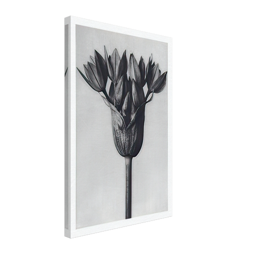 Art Forms in Nature 94 by Karl Blossfeldt, canvas