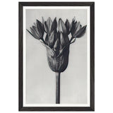 Art Forms in Nature 94 by Karl Blossfeldt, framed poster, view 2