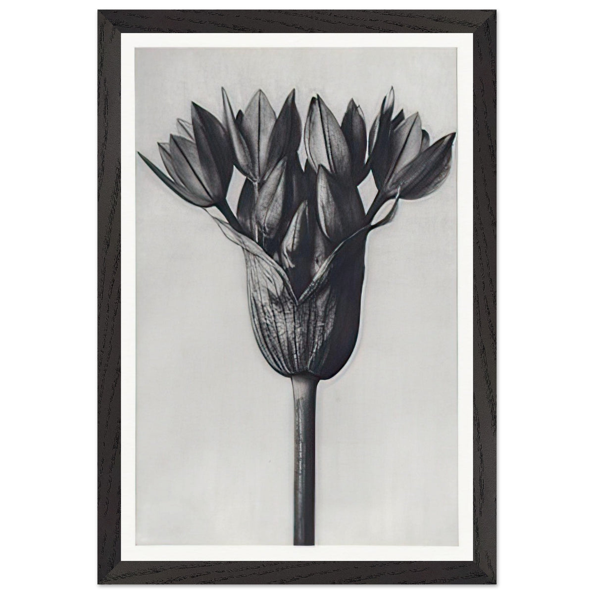 Art Forms in Nature 94 by Karl Blossfeldt, framed poster, view 2