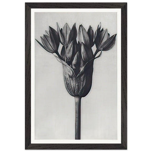Art Forms in Nature 94 by Karl Blossfeldt, framed poster, view 2