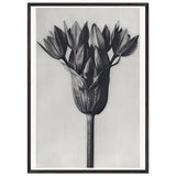 Art Forms in Nature 94 by Karl Blossfeldt, framed poster, view 3