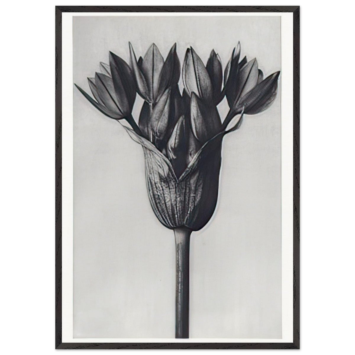 Art Forms in Nature 94 by Karl Blossfeldt, framed poster, view 3