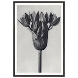 Art Forms in Nature 94 by Karl Blossfeldt, framed poster