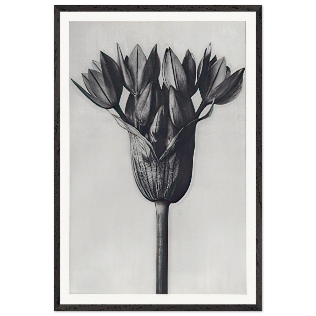 Art Forms in Nature 94 by Karl Blossfeldt, framed poster