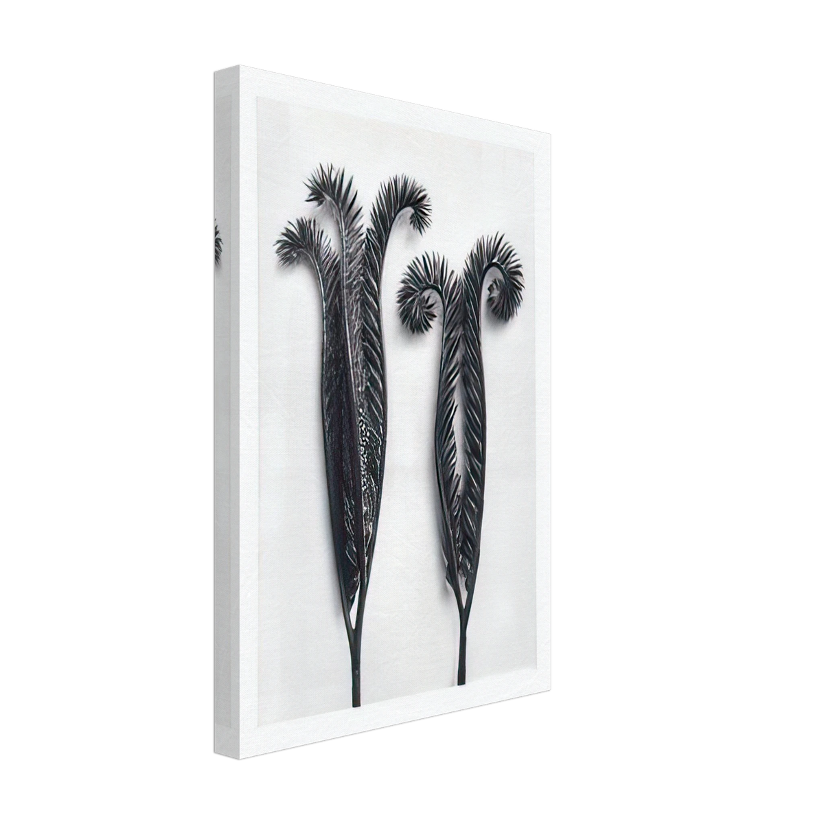 Art Forms in Nature 97 by Karl Blossfeldt, canvas, view 2