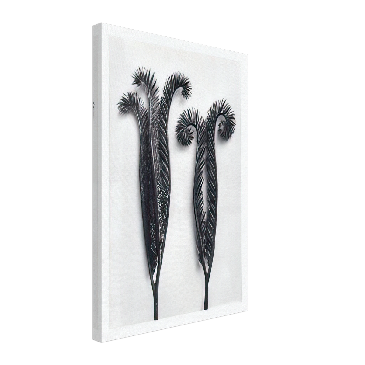 Art Forms in Nature 97 by Karl Blossfeldt, canvas