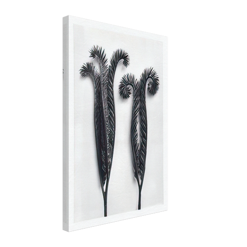 Art Forms in Nature 97 by Karl Blossfeldt, canvas