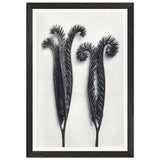 Art Forms in Nature 97 by Karl Blossfeldt, framed poster, view 2
